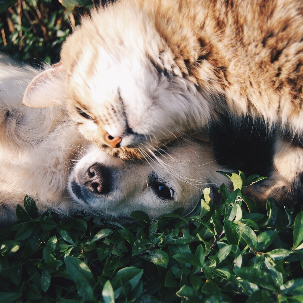 Pet